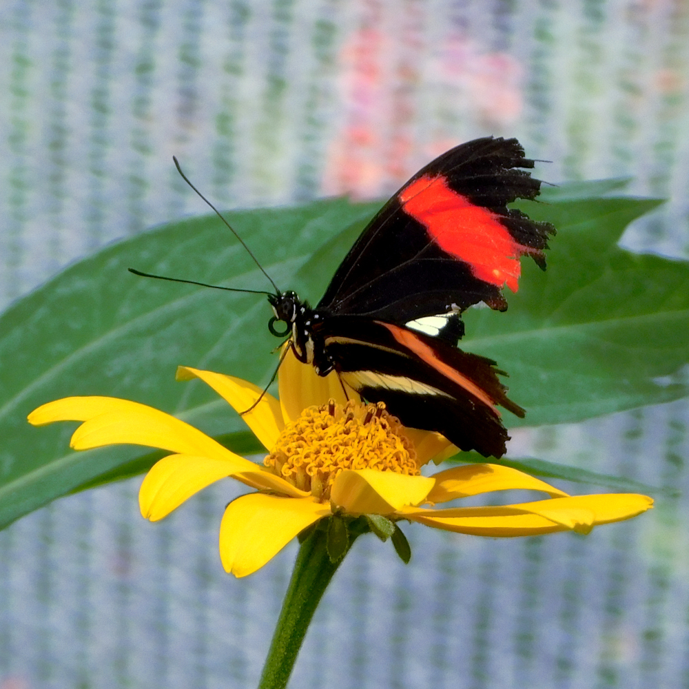 Photo of a Postman butterfly