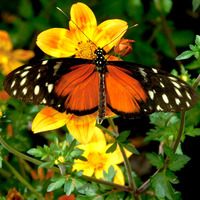 Photo of a Golden longwing