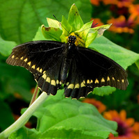 Photo of a Variable swallowtail