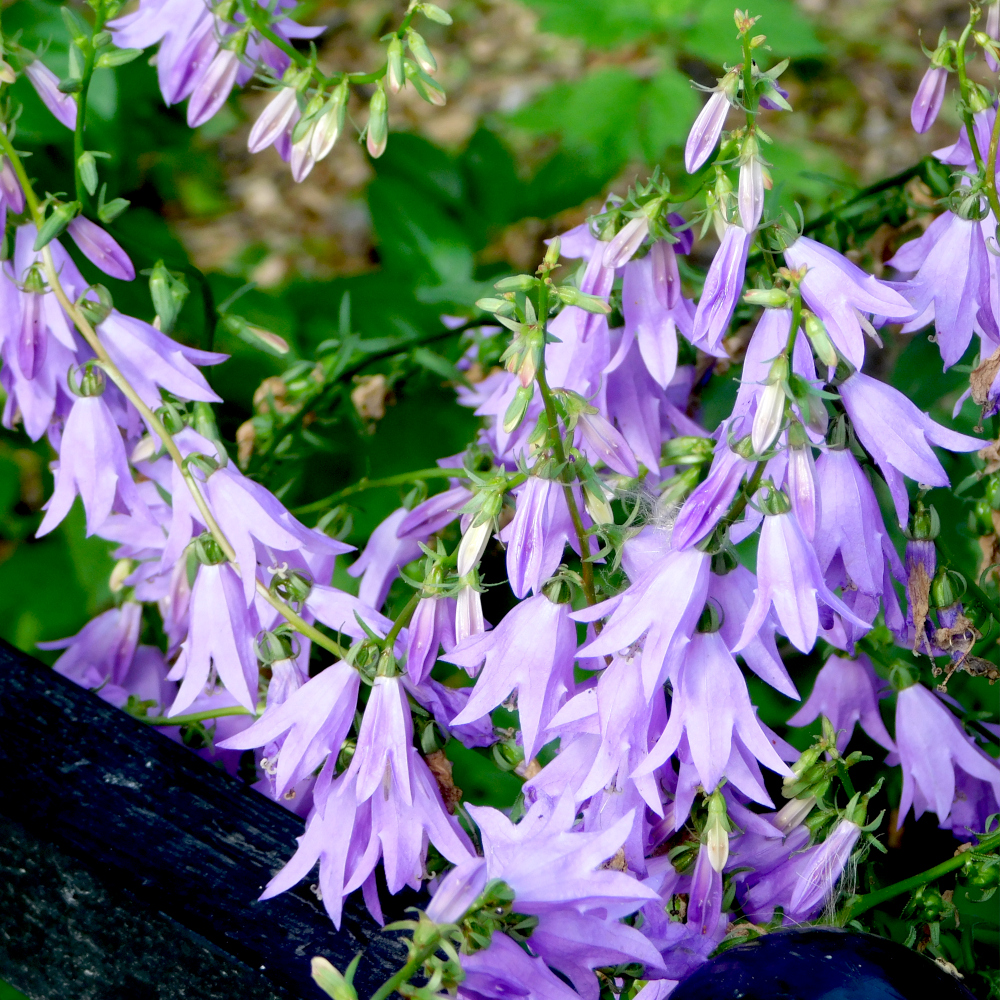 Photo of a Creeping bellflower