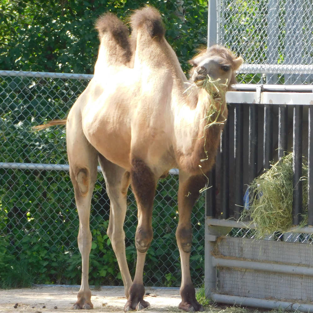 Photo of a Bactrian Camel