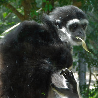 Photo of a White-handed Gibbon