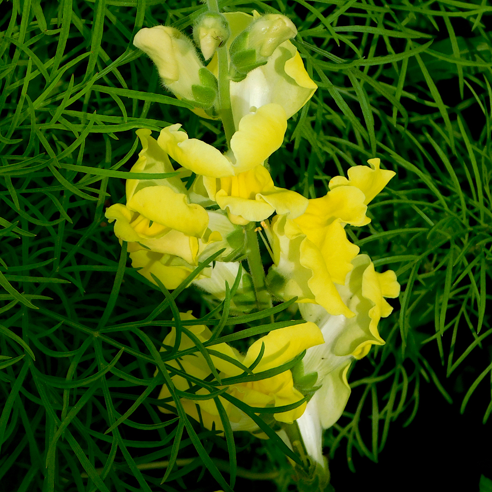 Photo of a Snapdragon