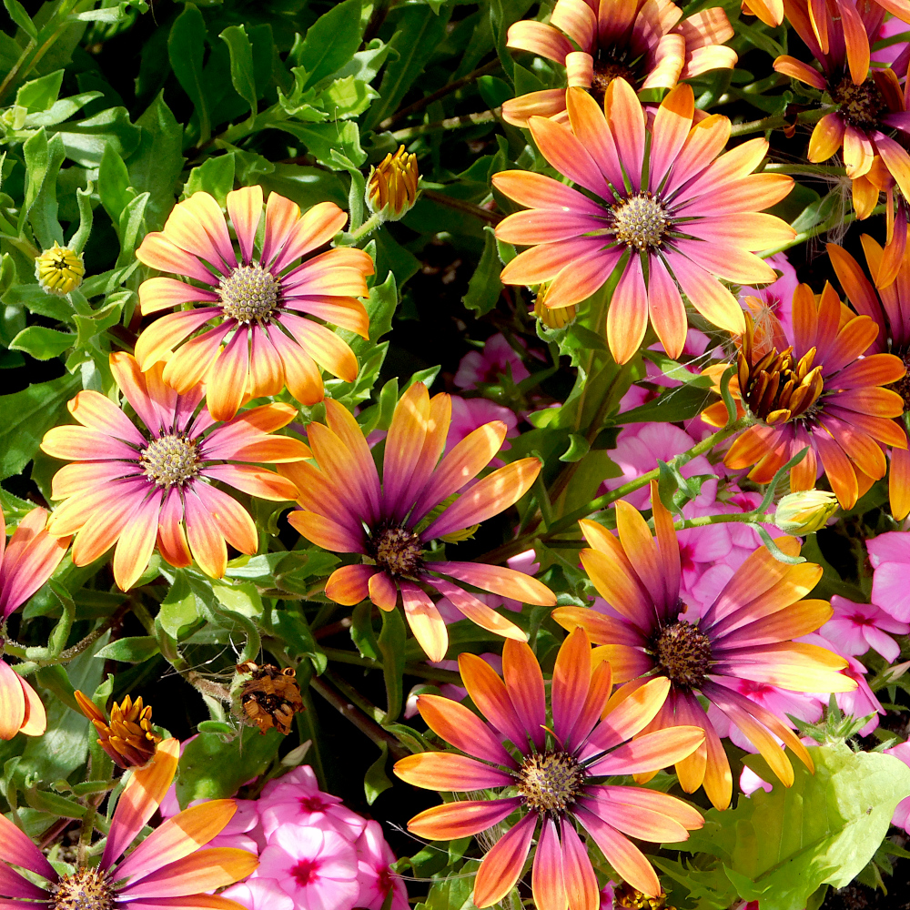 Photo of a African daisy