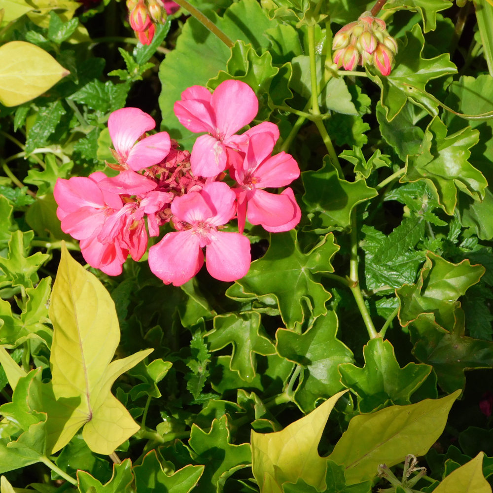 Photo of a Ivy geranium