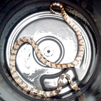Photo of a Neuwied's tree snake