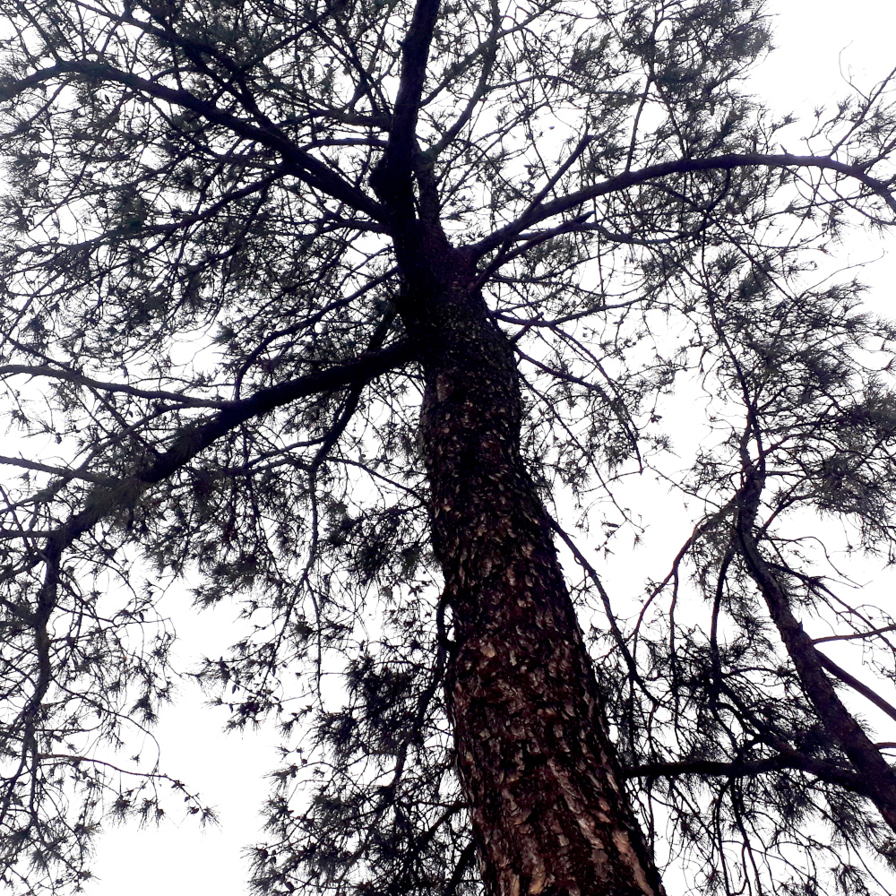 Photo of a Cluster pine