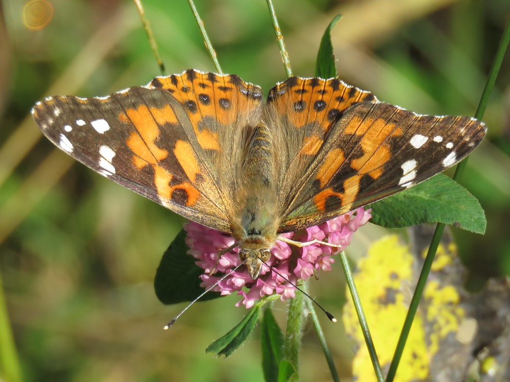 Photo of a Painted lady