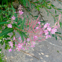 Photo of a Fireweed