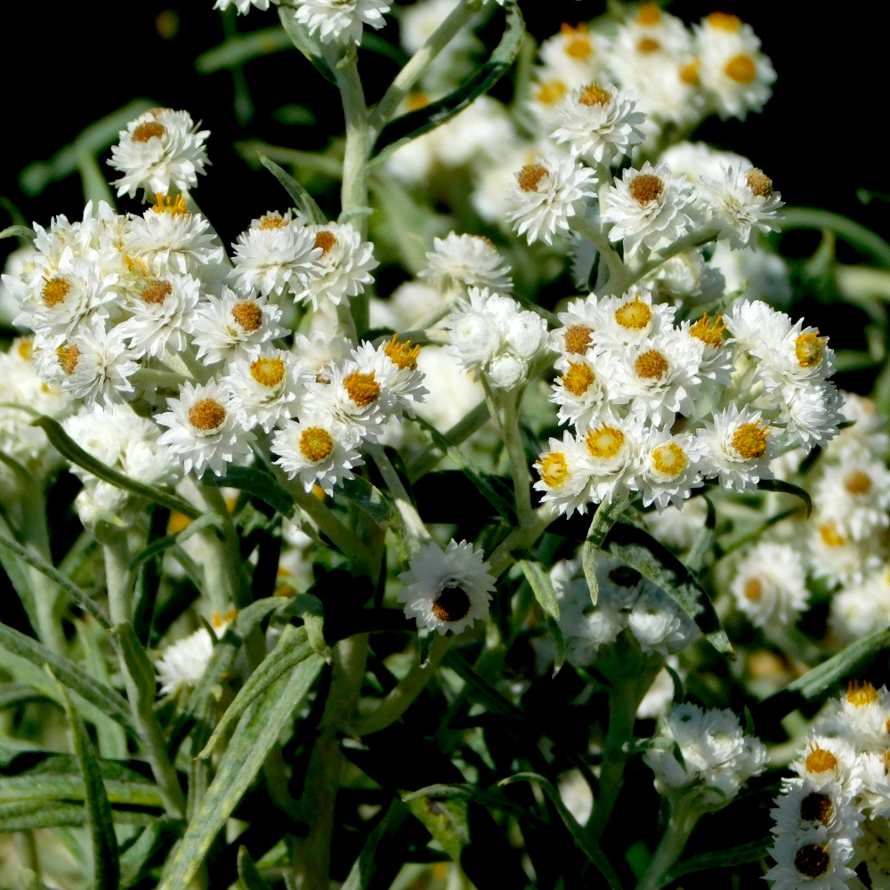 Photo of a Pearly everlasting