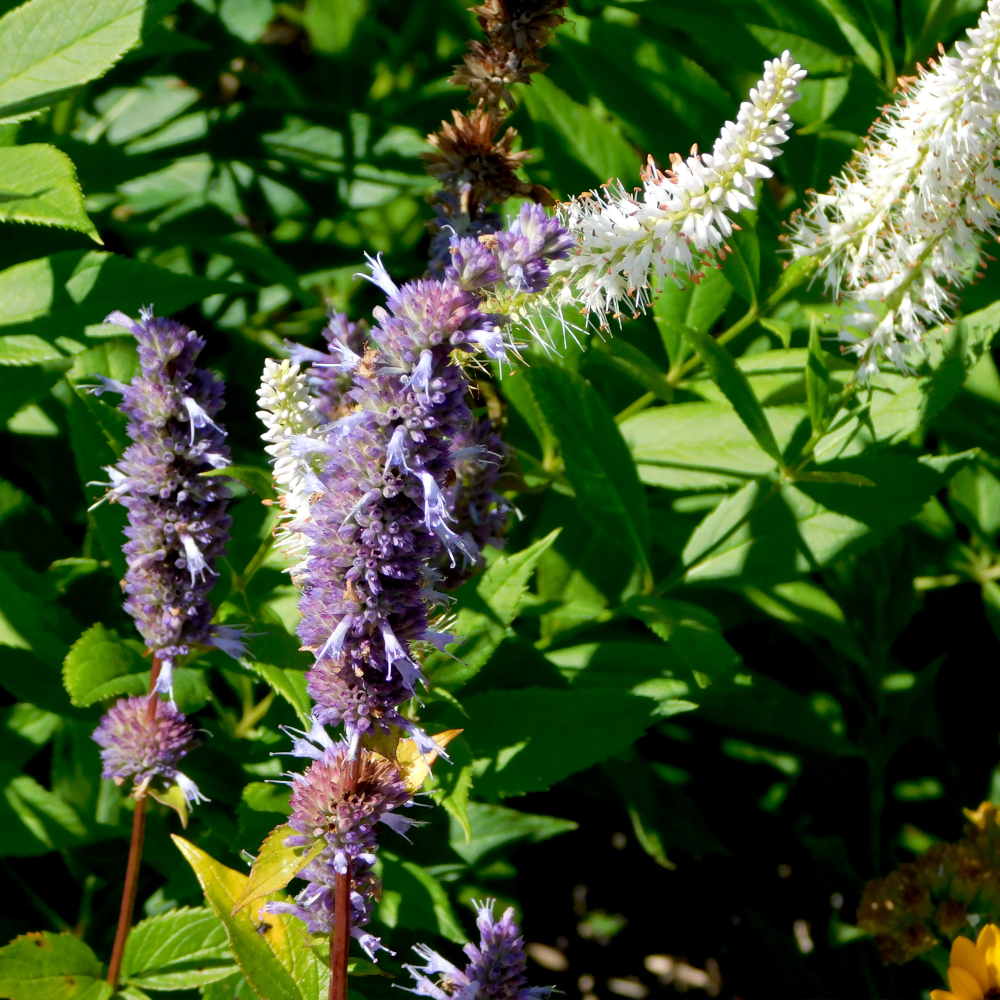 Photo of a Purple giant hyssop