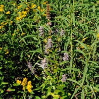 Photo of a Purple giant hyssop