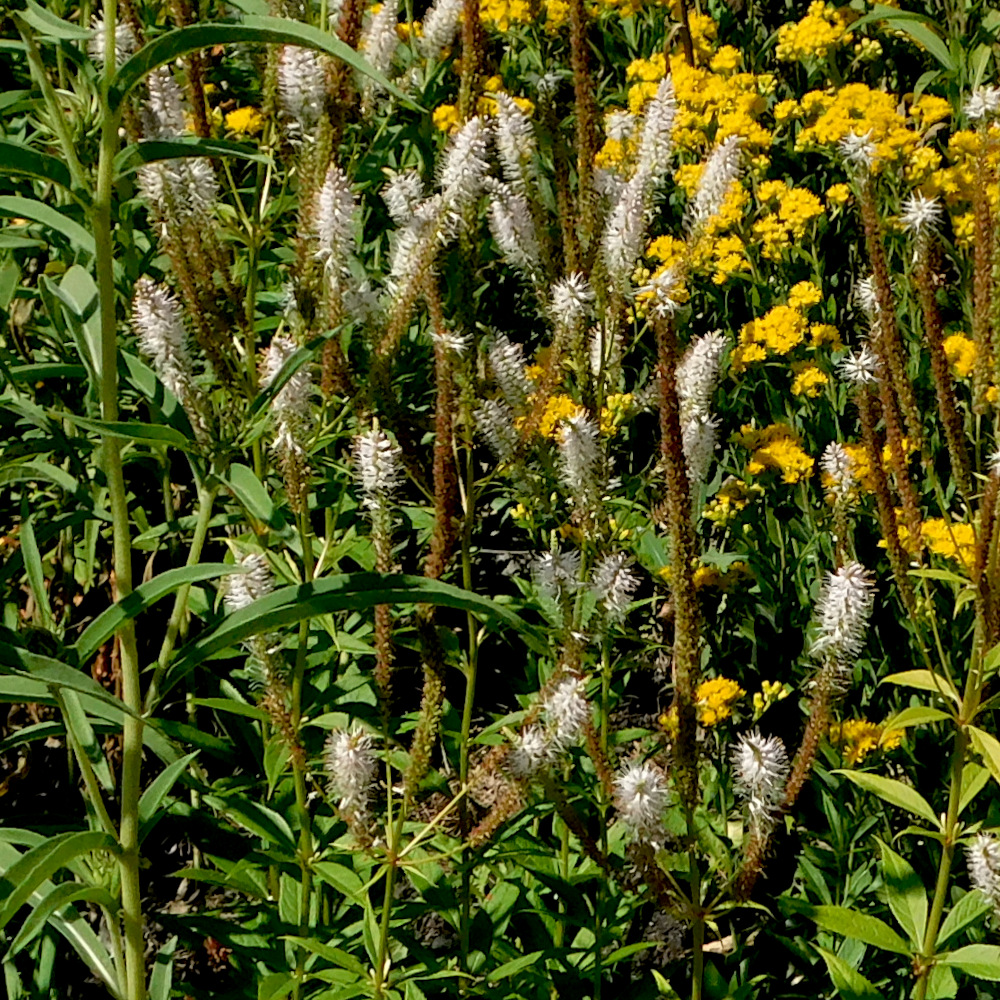 Photo of a Culver's root