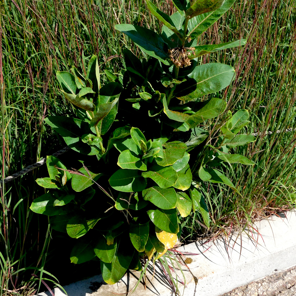 Photo of a Common milkweed