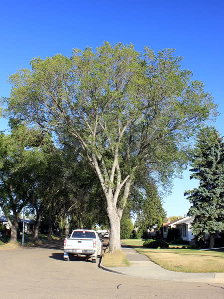 Photo of a American Elm