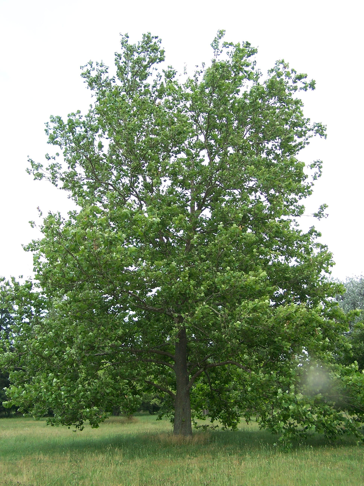 Photo of a American Sycamore