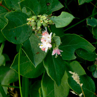 Photo of a Wolfberry