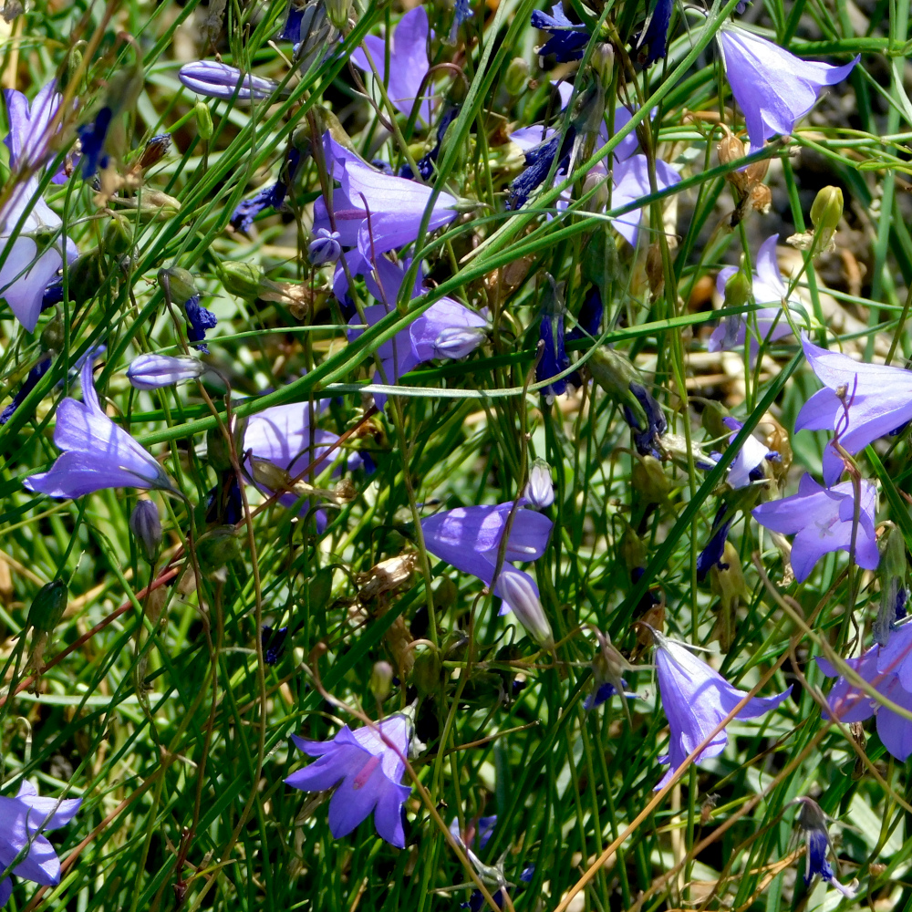 Photo of a Harebell
