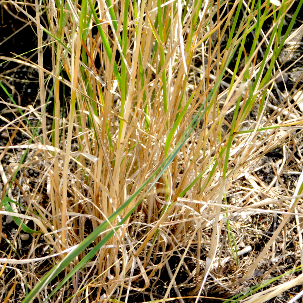 Photo of a Awned wheatgrass