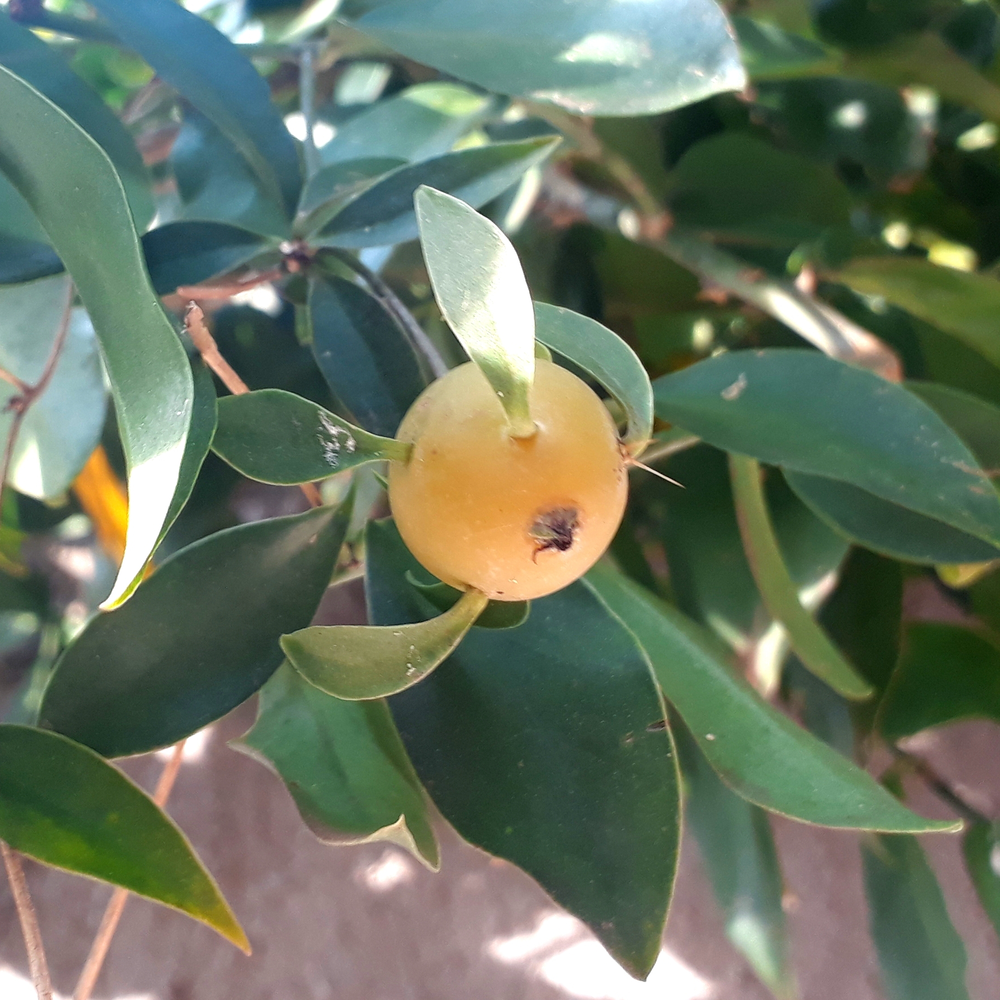 Photo of a Barbados gooseberry