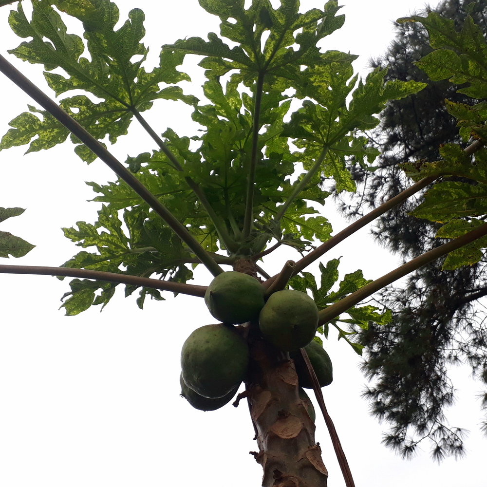 Photo of a Papaya