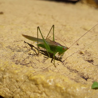 Photo of a Bush cricket