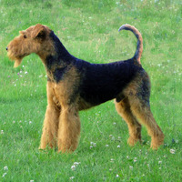 Photo of a Airedale Terrier