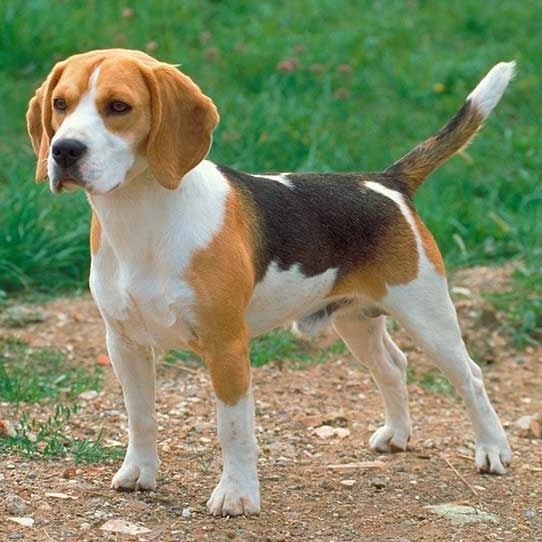 Photo of a Beagle