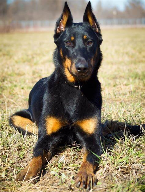 Photo of a Beauceron