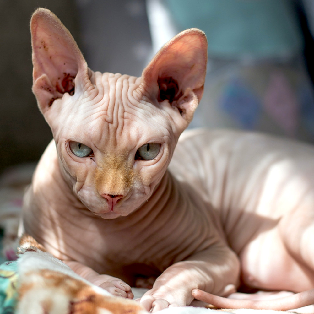 Photo of a Sphynx