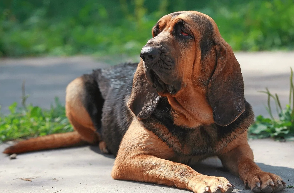 Photo of a Bloodhound