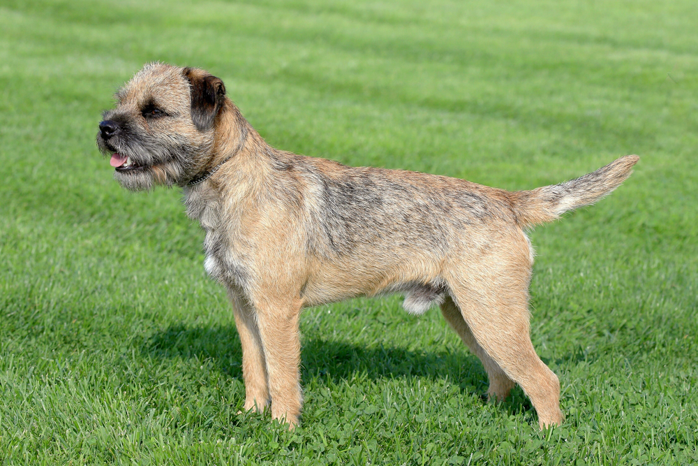 Photo of a Border Terrier