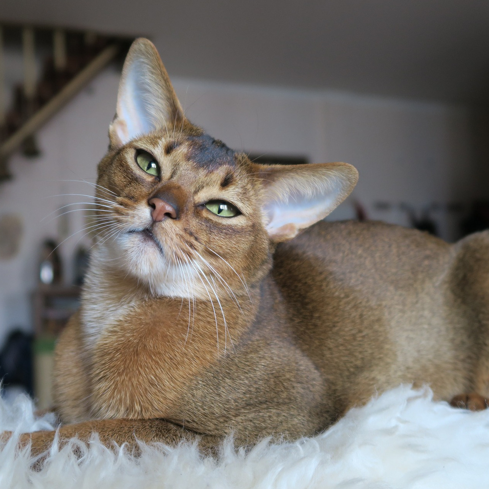 Photo of a Abyssinian