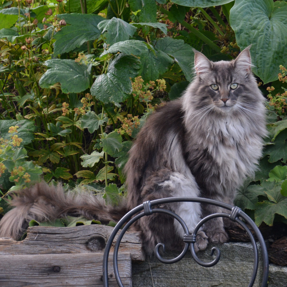Photo of a Norwegian Forest cat