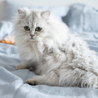 Photo of a Persian
