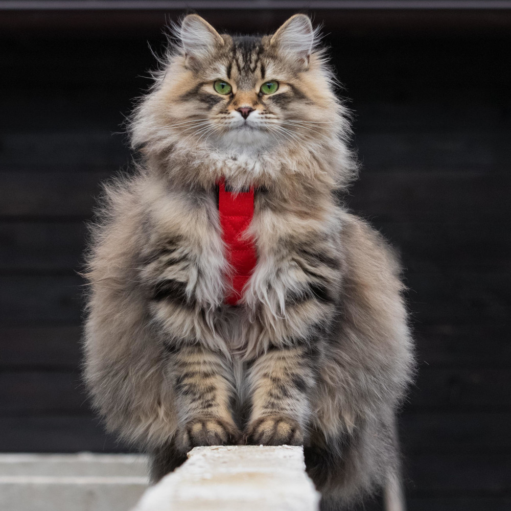 Photo of a Siberian cat
