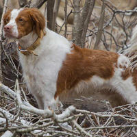 Photo of a Brittany Spaniel
