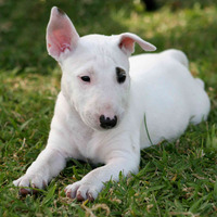 Photo of a Bull Terrier