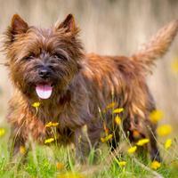 Photo of a Cairn Terrier