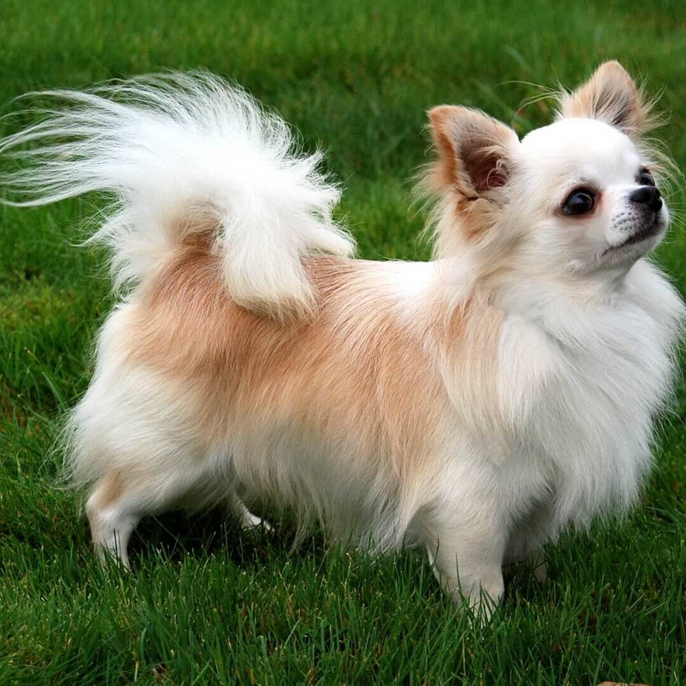 Photo of a Long-coat Chihuahua