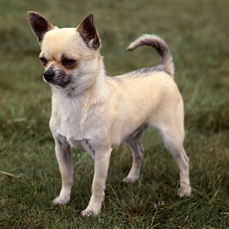 Photo of a Smooth-coat Chihuahua
