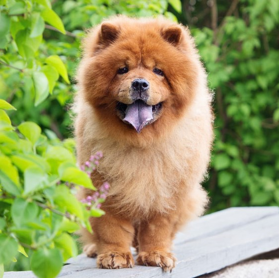 Photo of a Chow Chow