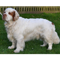 Photo of a Clumber Spaniel