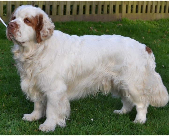 Photo of a Clumber Spaniel