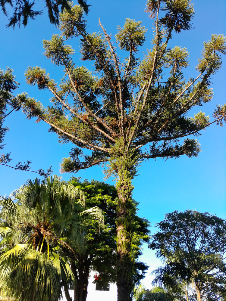 Photo of a Paraná pine