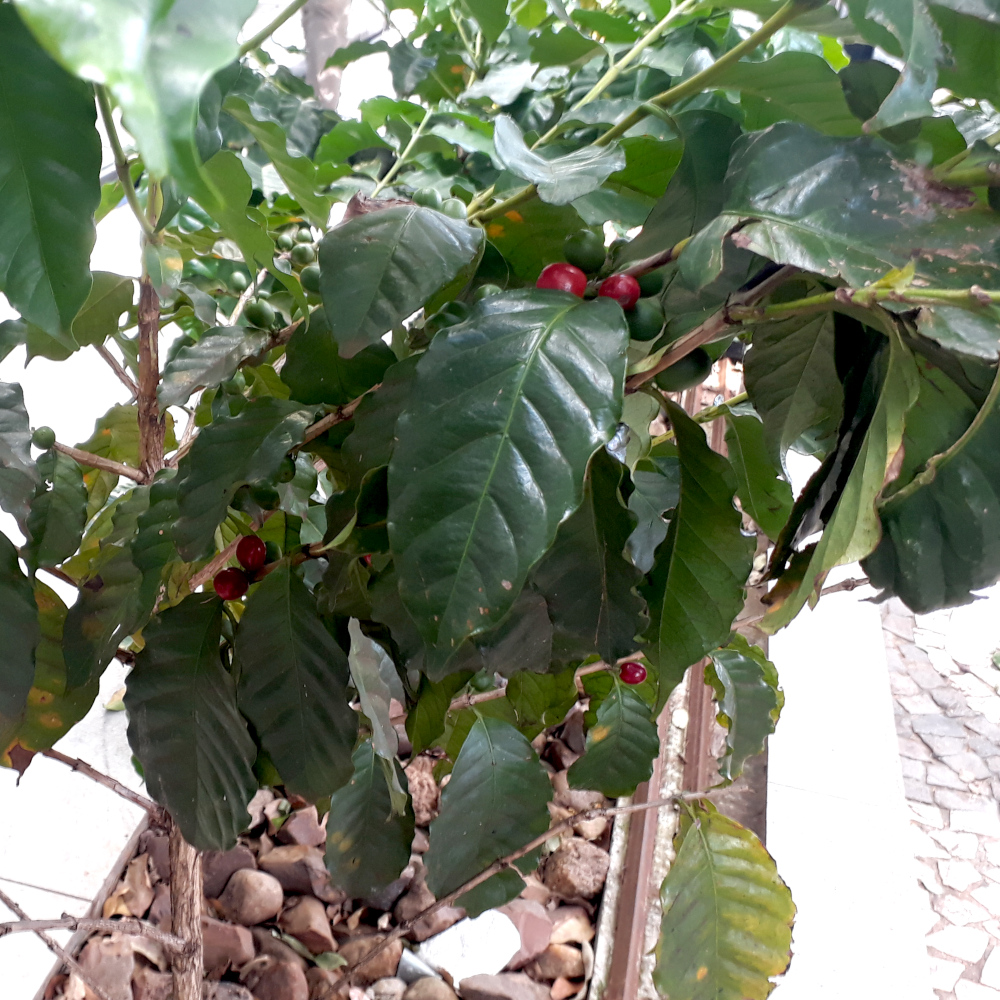 Photo of a Robusta Coffee