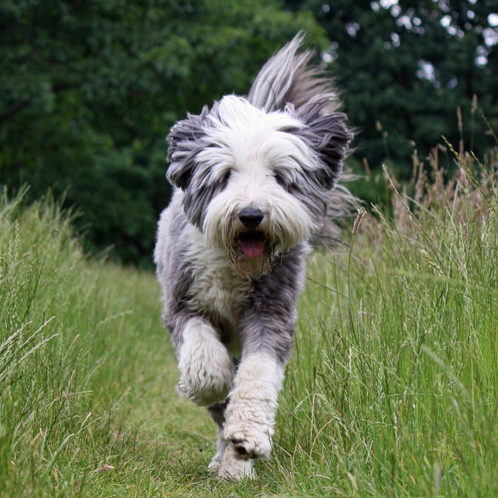Photo of a Bearded Collie