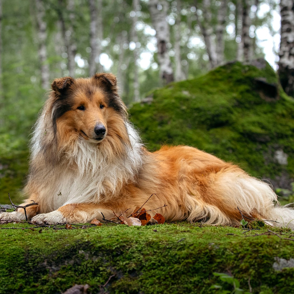 Photo of a Rough Collie