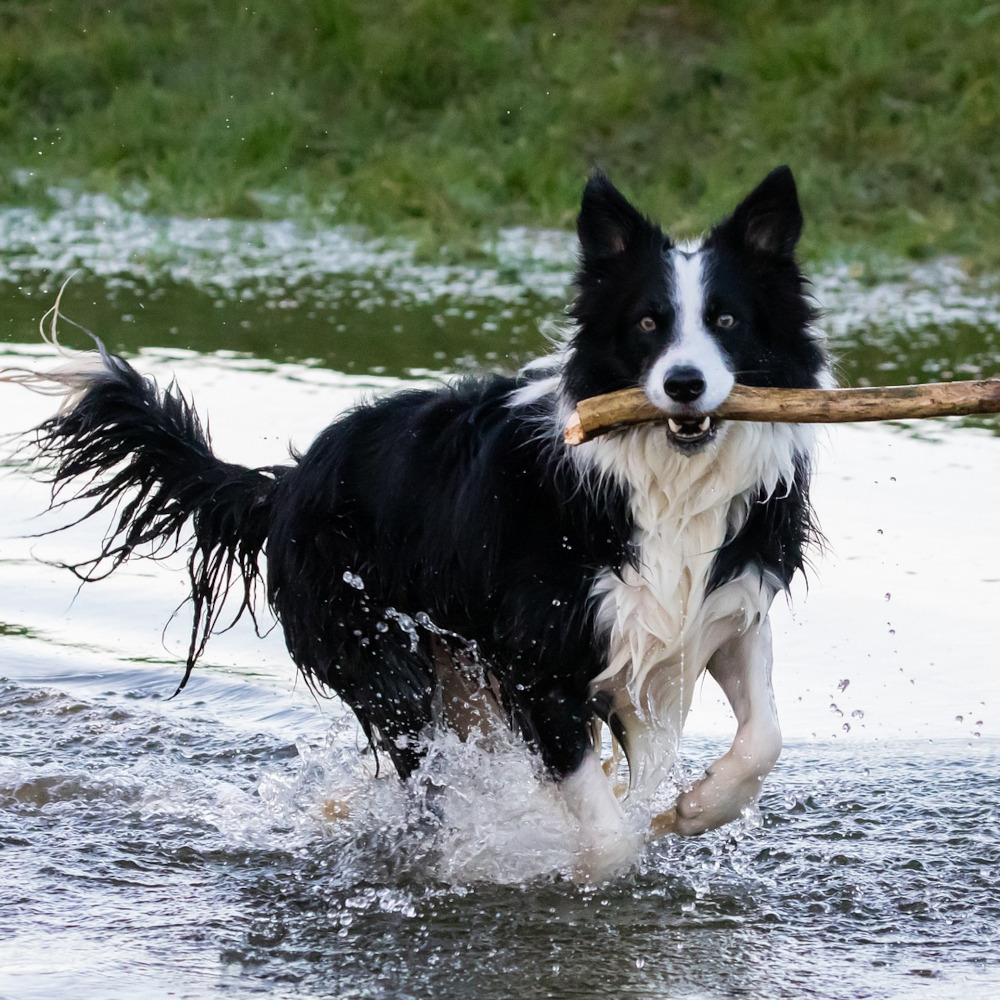 Photo of a Border Collie