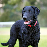 Photo of a Curly Coated Retriever